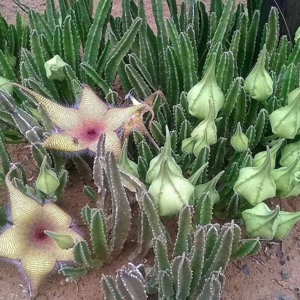 Star-Shaped Succulent - Stapelia Gigantea - Picture 9 of 11